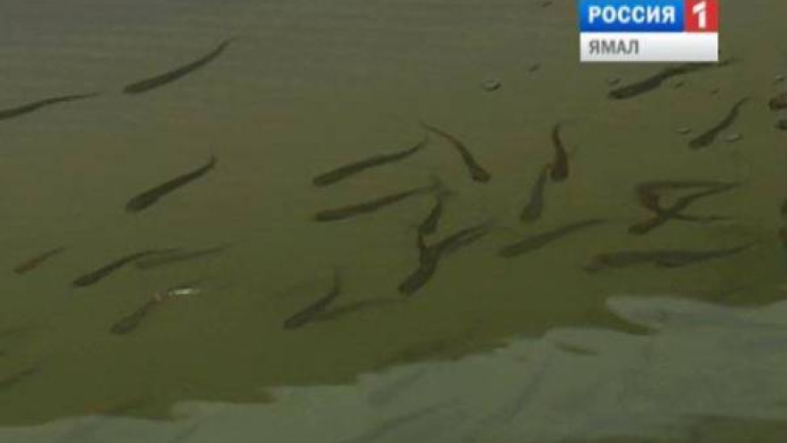 Ученые на Ямале изучают кормовую базу сиговых рыб