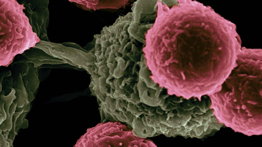 Учёные проанализировали риски возникновения тромбов после прививки от коронавируса