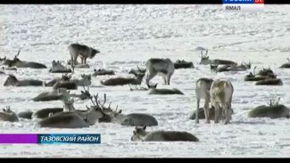 Ученые исследуют на Ямале остров Олений