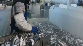 Приморские моряки стали мировыми рекордсменами по количеству годового улова