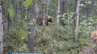 В Шурышкарах медведь повадился навещать людей