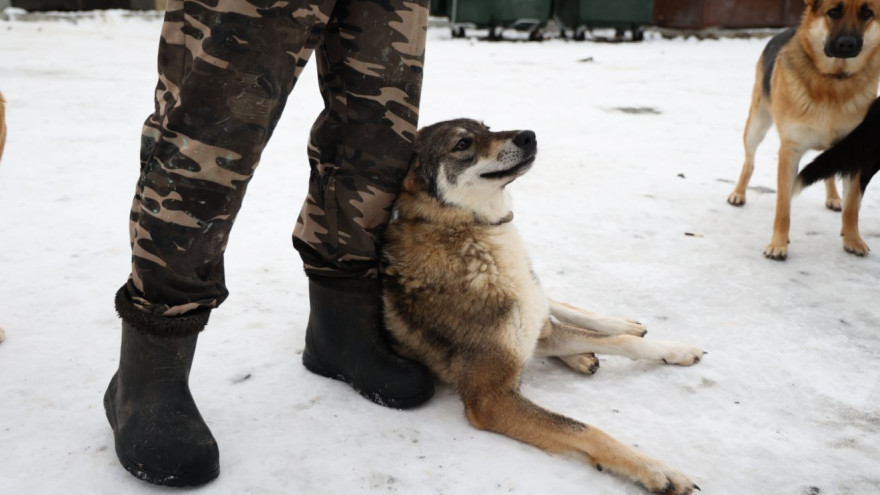 В Салехарде осужденных привлекут к работе в приюте для животных