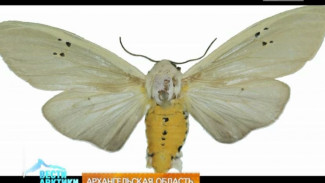 На Новой Земле обнаружен новый вид шмелей, который может вызвать знаменитый «эффект бабочки»