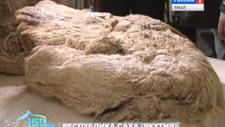 Саша эпохи плейстоцена. В Якутии найден уникальный экземпляр шерстистого носорога