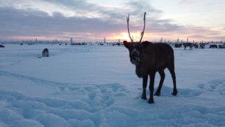 В январе на Ямале заготовили рекордное количество оленины