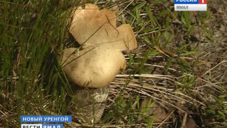 В лесных окрестностях Нового Уренгоя пошли первые грибы