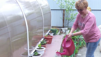 Валерьяна и пустырник: жительница Надыма выращивает на Ямале лекарственные растения 