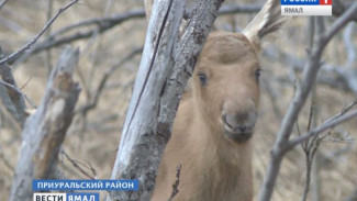 Взять лося на воспитание. Спасательный рейд стражей ямальской природы