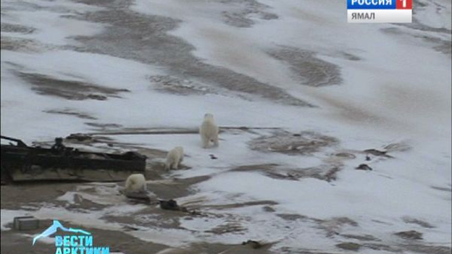На архипелаге Земля Франца-Иосифа полярники поразились поведением белых медведей