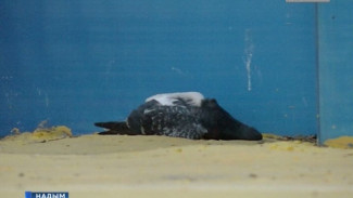 Массовая гибель голубей в Надыме стала поводом для журналистского расследования
