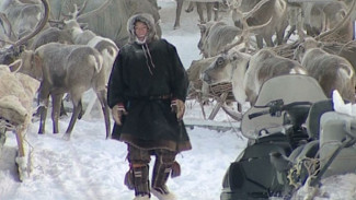 Более 40 тысяч голов оленей планируют забить в Ямальском районе и заготовить более 1 400 тонн мяса