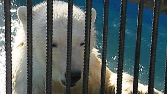 Внести свою лепту в судьбу медведицы: народный выбор имени для новой пушистой постоялицы красноярского зоопарка