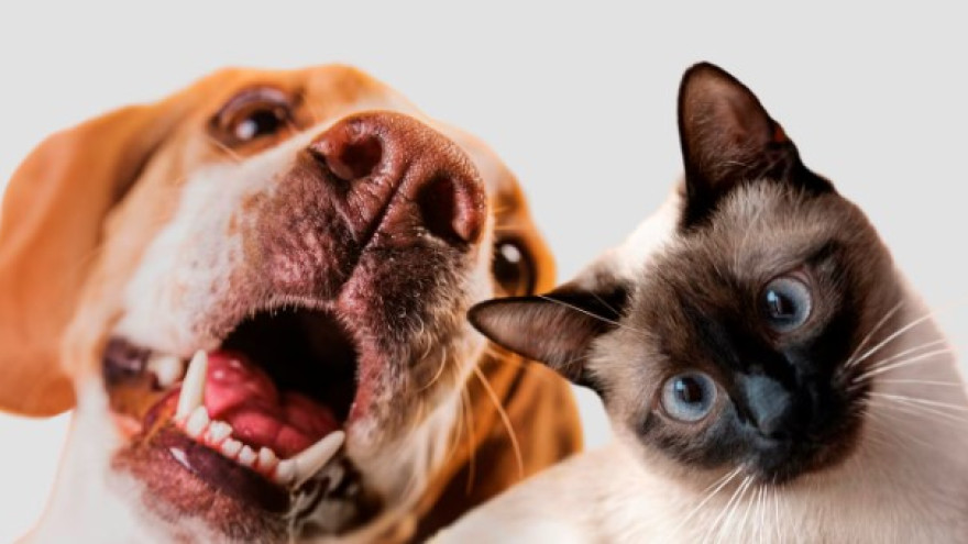 Преданная Собака или тактичная Кошка: индийский гороскоп для тех, кто родился летом 