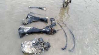 На Ямале нашли останки мамонта: ученые отправляются в экспедицию 