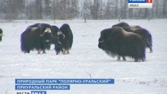 Овцебыки «на сохранении». В Полярно-Уральском парке ждут нового потомства