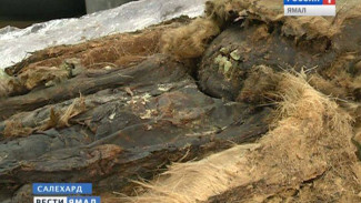 Ученые сравнят расшифрованный геном ямальской мумии с ДНК коренного населения
