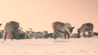 Бескормицы не предвидится: олени Ямальского района в поисках пропитания не бедствуют 
