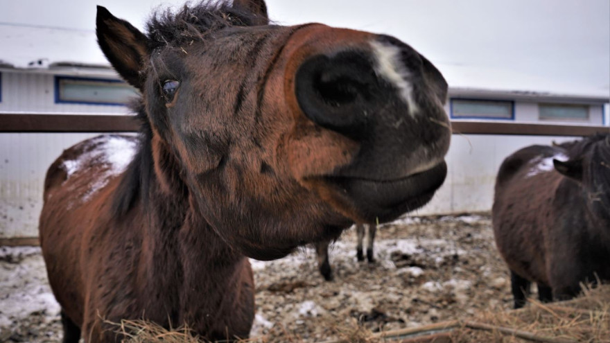 Первое на Ямале: в Салехарде создадут племенное стадо приобских лошадей