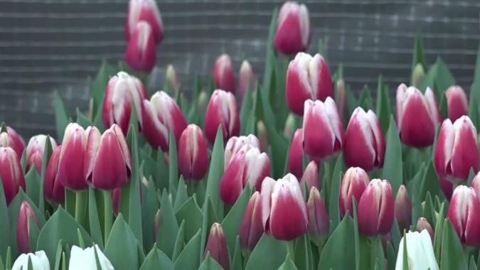 Ноябрьск готовится к 8 Марта: советы экспертов по выращиванию и сохранению свежих цветов