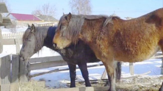 Жительница ХМАО спасает редкую приобскую породу лошадей