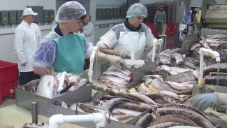 Не только оленина и рыба: как Ямал осваивает новые аграрные горизонты
