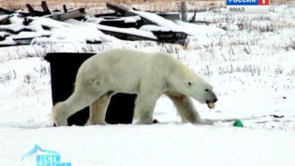 Роснефть и Фонд дикой природы договорились охранять арктических животных