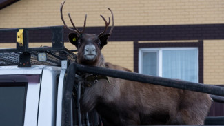 Ветеринарную клинику Салехарда неожиданно посетил удивительный пациент