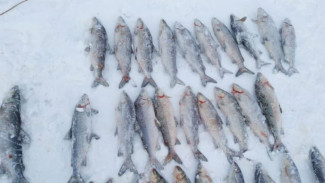 Нелегальный улов на крупный ущерб: ямалец незаконно добыл 60 хвостов белорыбицы