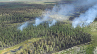 На Ямале огонь охватил 12 гектаров леса