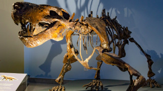 «Эпоха динозавров»: выставка о гигантах мезозойской эры открылась на Ямале