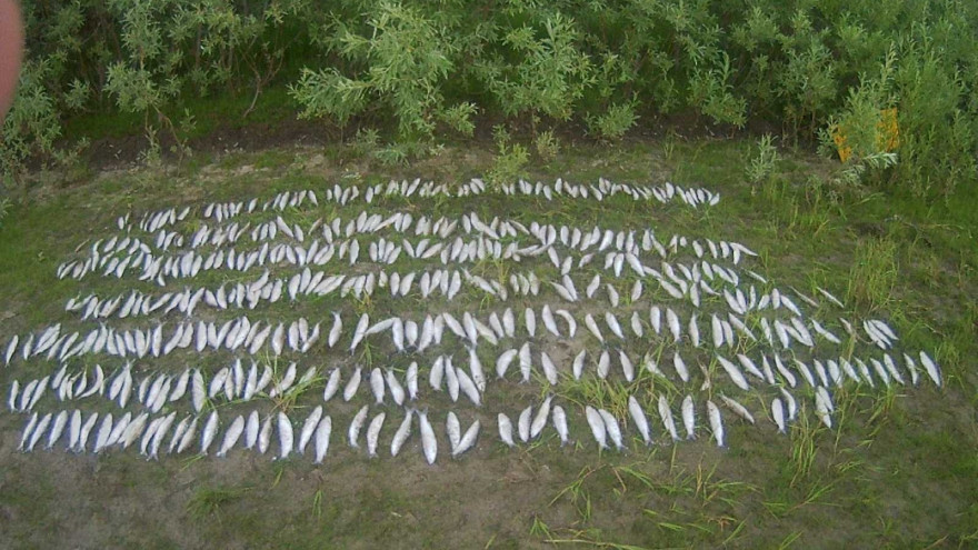 «Золотая рыбка»: ямалец незаконно выловил более 400 особей ряпушки