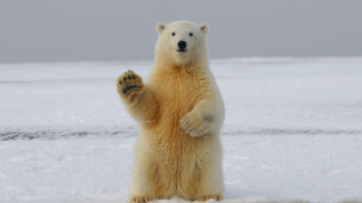 Белые медведи и люди Севера. Правила работы в экстренной ситуации разработают на Ямале