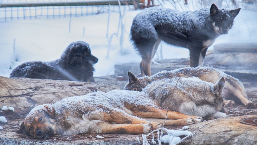 Жертвами живодёров стали обитатели пункта передержки животных на Ямале