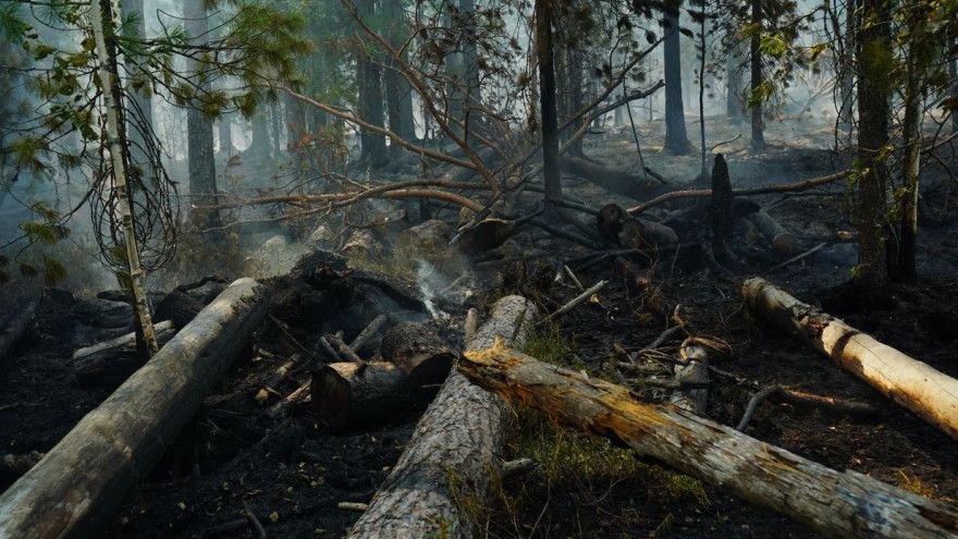 Горит 12 гектаров леса: обстановка с природными пожарами в ЯНАО