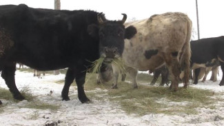 В Якутии хотят увеличить популяцию уникальной мохнатой буренки