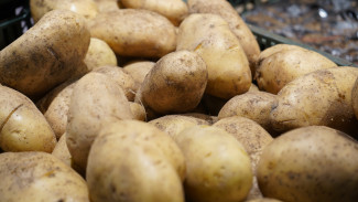 На Ямале планируют собрать около 400 тонн картофеля