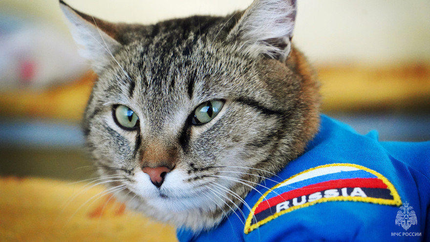 Тюменский кот-пожарный Семен ушел из жизни при трагических обстоятельствах 