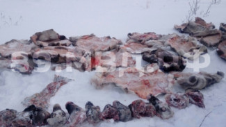 В полиции оценили ущерб, причиненный убийством десятков оленей в Приуральском районе