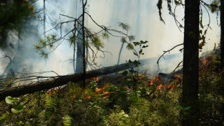 Количество возгораний снизилось: ситуация с природными пожарами на Ямале стабилизируется