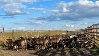 Заготовят 450 тонн оленины: в Приуралье стартовала убойная кампания