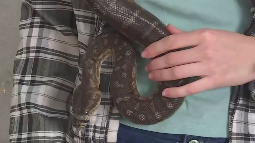 В 2025 жители Сахалинской области выбирают в подарок своим близким именно змею