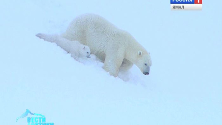 Ученые впервые изучают белых медведей на острове Вайгач