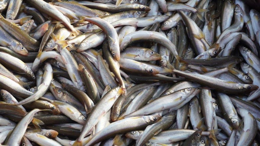 На Ямале полностью запретят рыбалку в акватории Оби