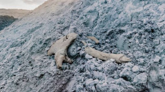 Ямал радует археологическими находками: в районе села Новый Порт продолжают поиски останков мамонта