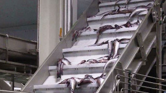 Продукция из белорыбицы по самым низким ценам: юбилейный рыбоперерабатывающий комплекс открыли на Камчатке