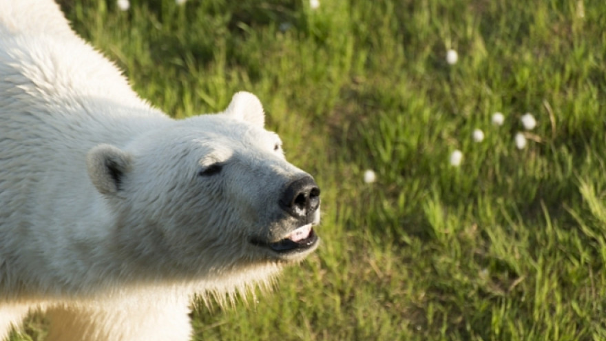 На острове Белый «в гости к экологам» захаживает полярный медведь