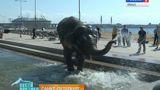 В Санкт-Петербурге слон отметил День добра купанием в фонтанах