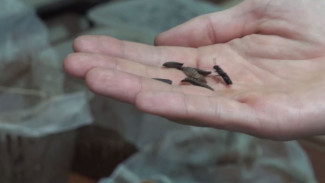 Ученые Тюменского государственного аграрного университета изучают экзотический вид мух