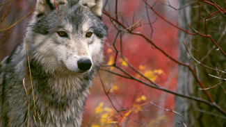 В Югре волки нападают на оленей и держат в страхе местных жителей