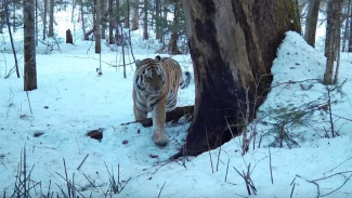 Перепись таежных обитателей стартовала в заповеднике Хабаровского края